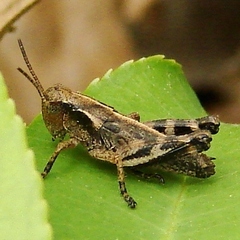 Melanoplus viridipes