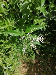 Aloysia citrodora