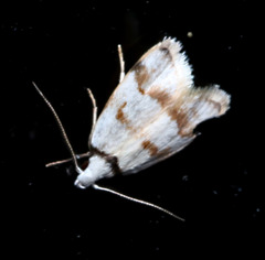 Chezala brachypepla