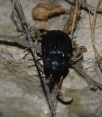 Silphidae