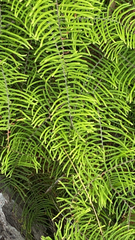 Gleichenia dicarpa