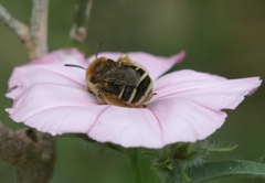 Eucera