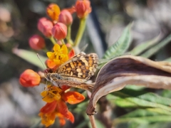 Phyciodes graphica