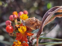 Phyciodes graphica