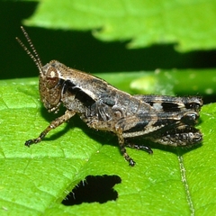 Melanoplus viridipes