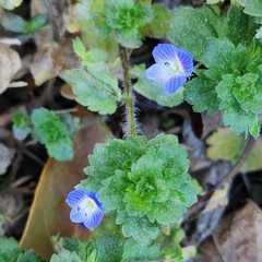 Veronica persica