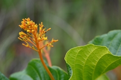 Palicourea rigida