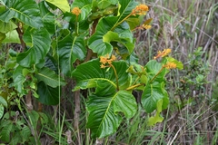 Palicourea rigida