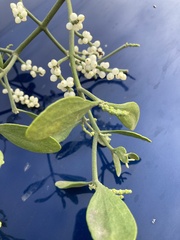 Phoradendron leucarpum