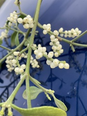 Phoradendron leucarpum