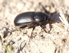 Zabrus tenebrioides