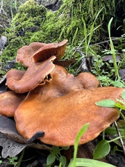 Omphalotus olivascens