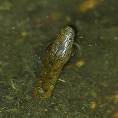 Hydromorphus concolor