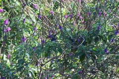 Saucerottia hoffmanni