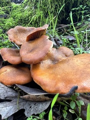 Omphalotus olivascens