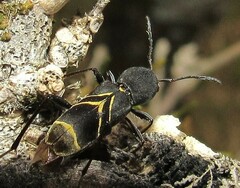 Mecometopus centurio