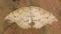 Epipleminae