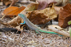 Cnemidophorus splendidus