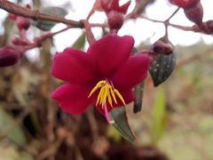 Andesanthus lepidotus