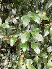Camellia sasanqua