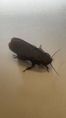 Panesthiinae