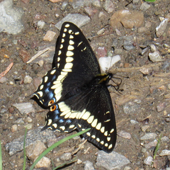 Papilio indra