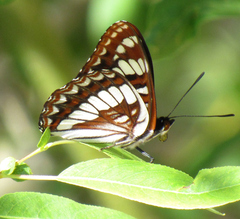 Limenitis lorquini burrisoni