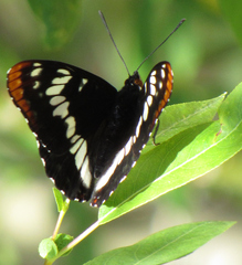 Limenitis lorquini burrisoni