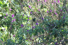 Saucerottia hoffmanni