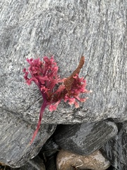 Chondrus crispus