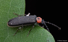 Cycloderus rubricollis