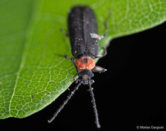 Cycloderus rubricollis