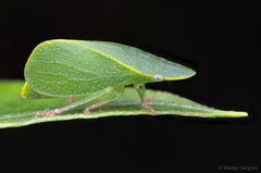 Hespenedra chilensis