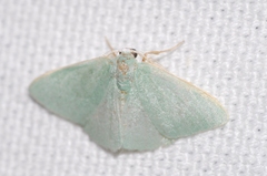 Xenochlorodes olympiaria