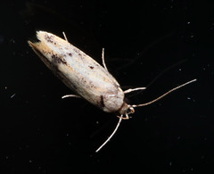 Philobota thiocrossa