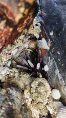 Phyllacanthus parvispinus