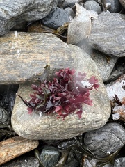 Chondrus crispus