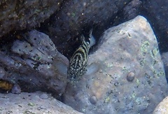 Epinephelus daemelii