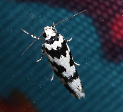 Lichenaula calligrapha