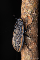 Erichius caelatus