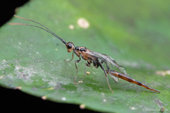 Monomachus porteri
