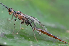 Monomachus porteri