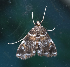 Elophila responsalis