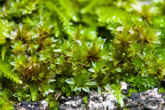 Rosulabryum