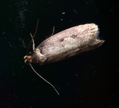 Hofmannophila pseudospretella