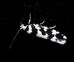 Lichenaula calligrapha