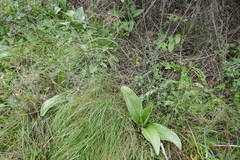 Himantoglossum robertianum