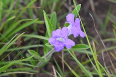 Ruellia geminiflora