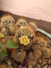Mammillaria prolifera