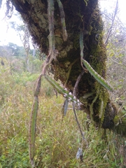 Lepismium cruciforme